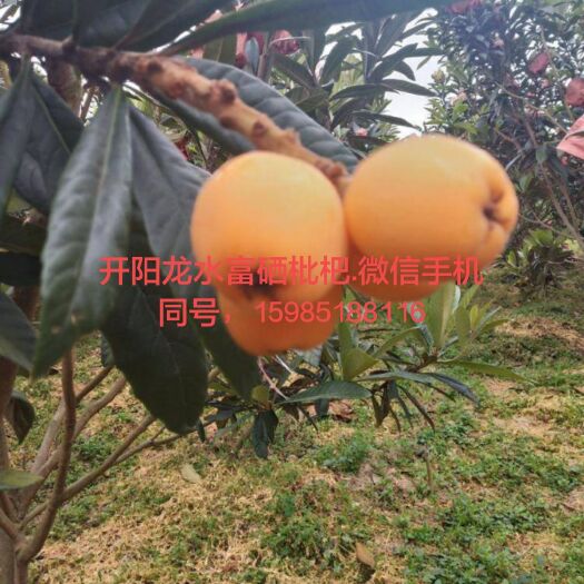 开阳县 开阳龙水富硒枇杷上市了。