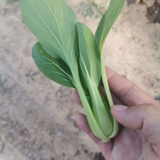 曹县 精品上海青油菜  可视频看菜