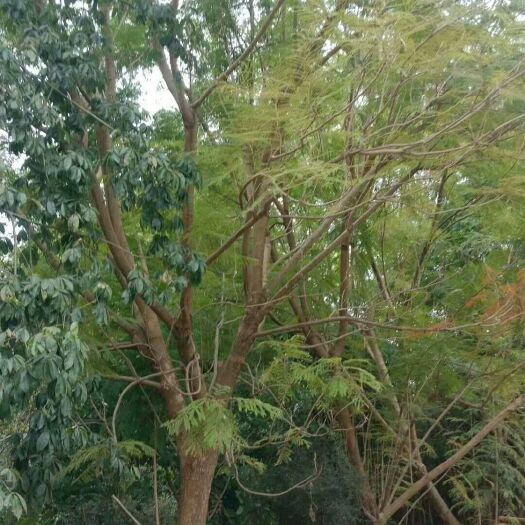 昆明 蓝花楹