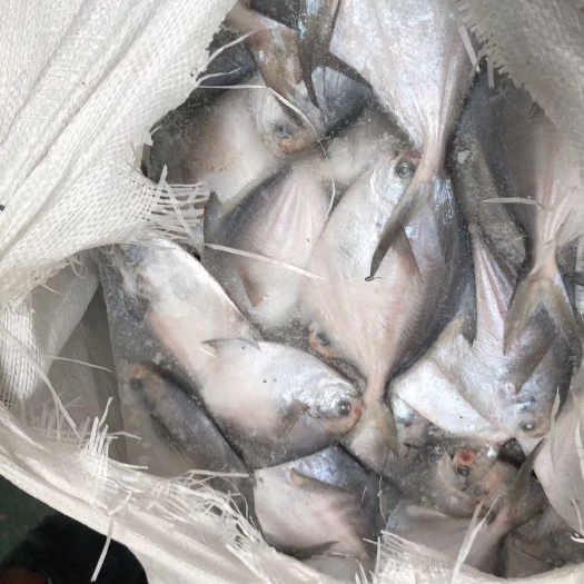 荣成市 船冻白鲳鱼