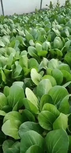 蒙城县 上海青小白菜   油菜 小青菜
