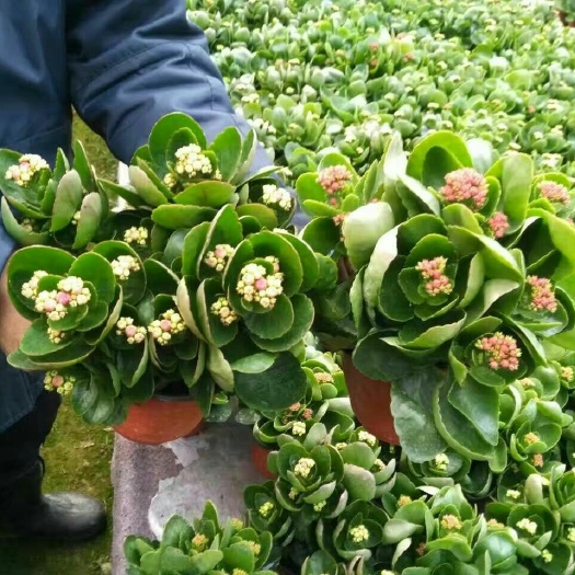 全花苞长寿花盆栽北京苗圃直发