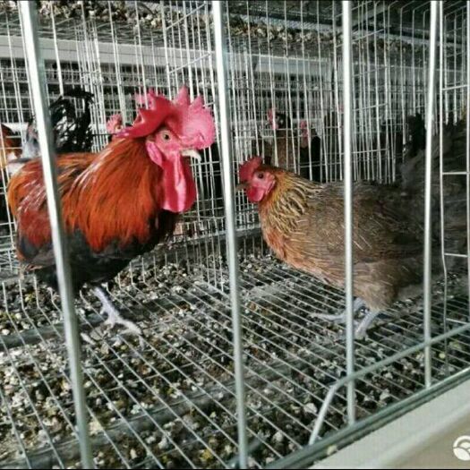 南宁 瑶鸡苗 优质黑瑶鸡 质量保证 包打疫苗《疫苗》包运输