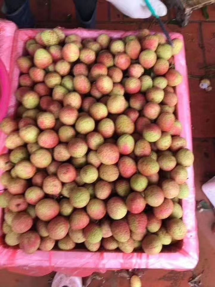 三月红荔枝  灵山茘枝三月红 妃子笑早熟品种上市了