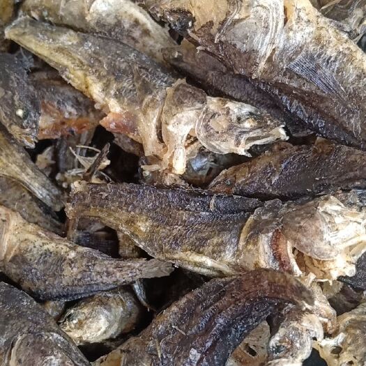 上饶小鱼干小桂鱼