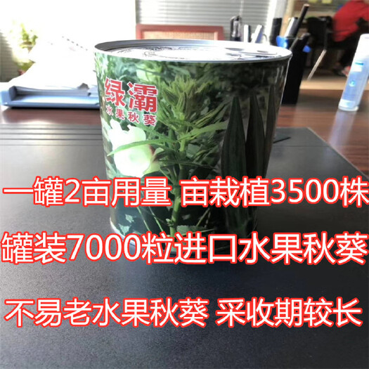  绿灞水果秋葵种子水果秋葵种子不易老采收期长高产抗病耐热