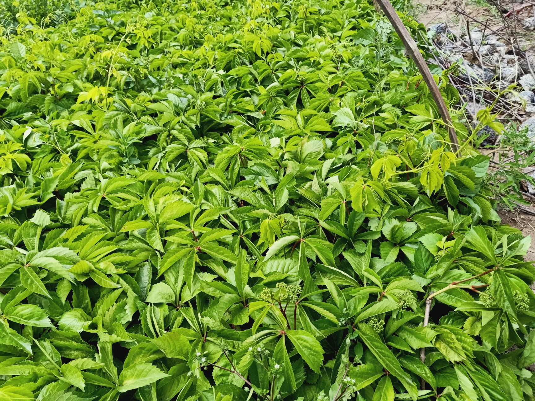 爬山虎  自家苗圃种植