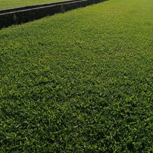 广州大叶油草
