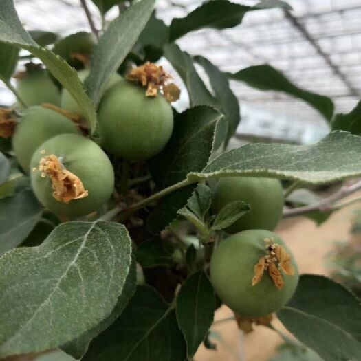 临沂苹果盆栽  十万盆，基地直发，保证货源。