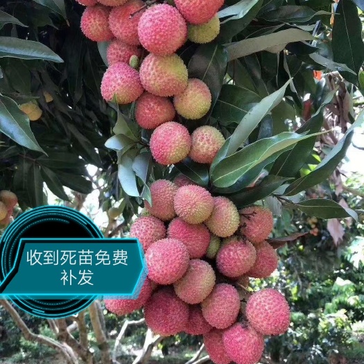 灵山县妃子笑荔枝苗  鸡嘴荔 糯米糍 桂味 包邮嫁接苗 肉厚小
