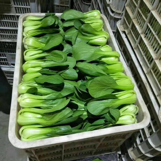 曹县上海青  小油菜  小白菜  快菜   产地直供 价格便宜