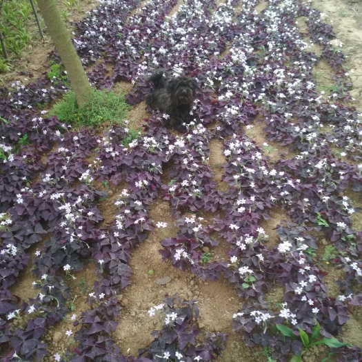 沭阳县紫叶酢浆草 紫叶榨浆草紫叶榨浆草种根紫叶榨浆草盆栽