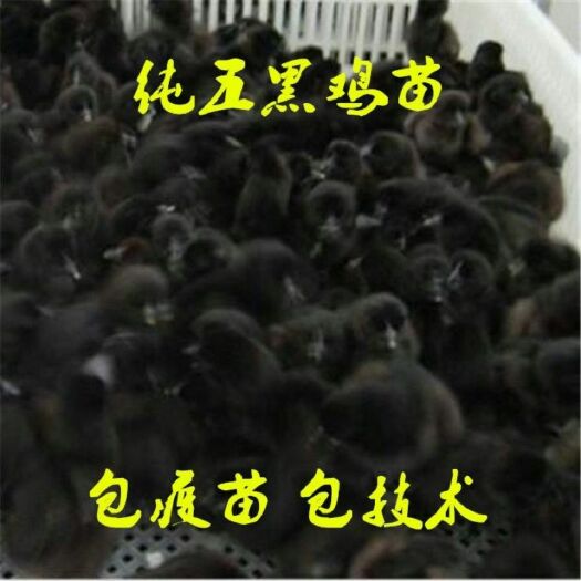 沭阳县五黑鸡苗 五黑鸡活体 幼崽绿壳蛋鸡 五黑一绿鸡 高产绿壳蛋鸡幼苗 小鸡