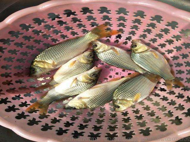 澧县 销售1.2.3.4两的优质鲤鱼苗