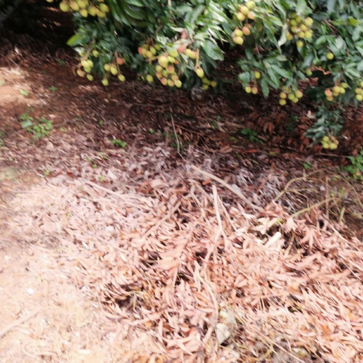 阳西县 阳江阳西县上洋镇荔枝马上上市了
