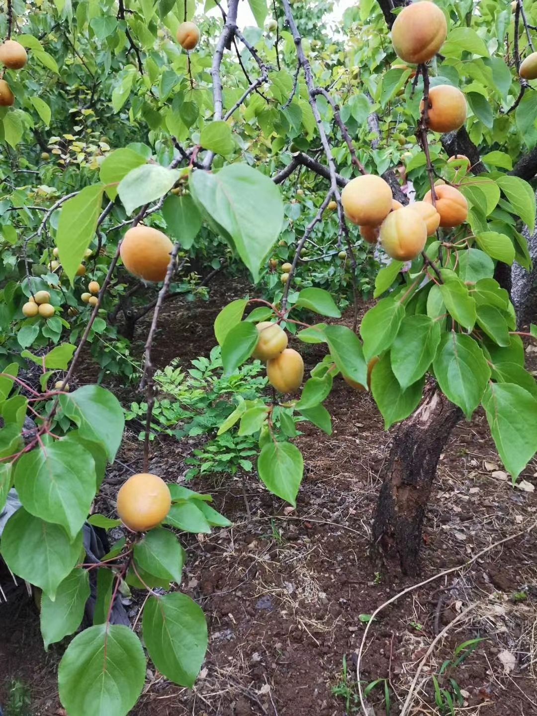  山上自家种的，未打农药，杏大，甜，欢迎来购买，现摘包邮