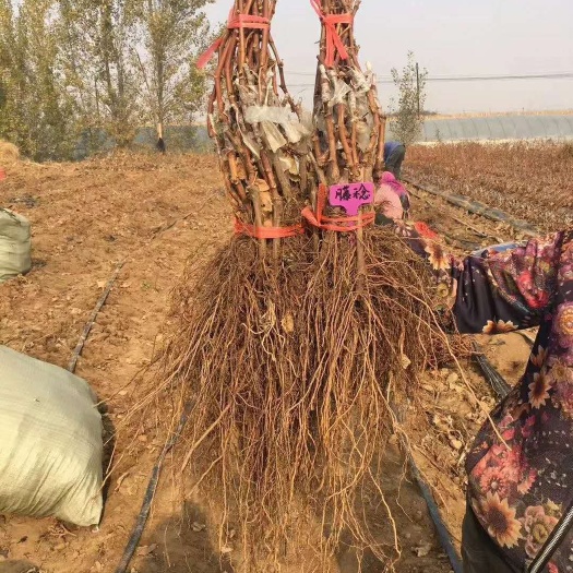 卢龙县 本基地大量供应品种葡萄苗占地葡萄苗，品种纯正自家培育。