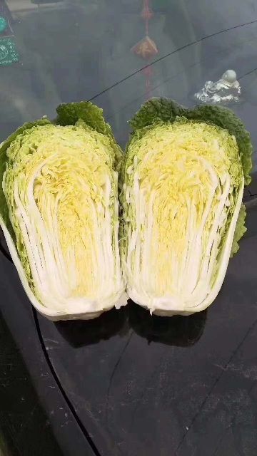 定州市定州黄心大白菜大量上市配有冷库专业装车队打包队，白菜质量好