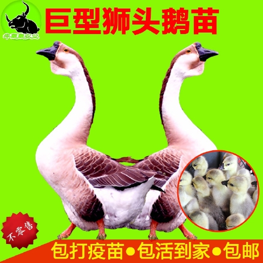 南宁 广西正宗狮头鹅苗出售包邮包打疫苗成活率高