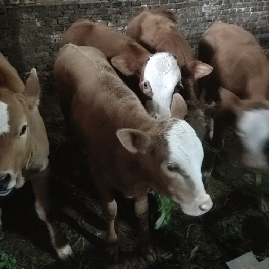 嘉祥县 出售改良肉牛犊子，肉驴苗