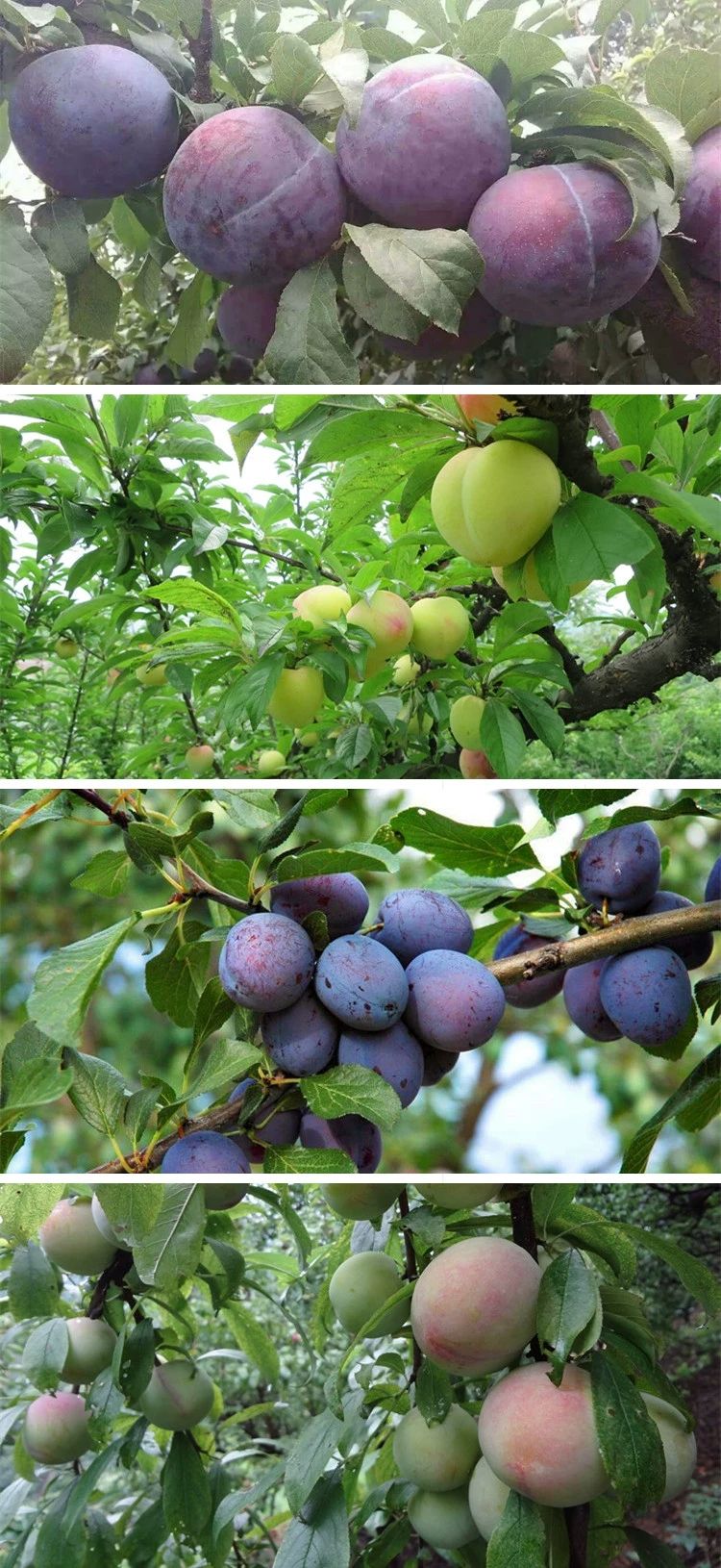 蜂糖李树苗  嫁接李子树苗蜂糖脆苗南北方种植地栽 当年结果包邮 包结果