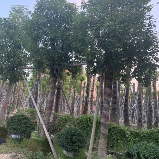普宁市 绿化工程苗木 香樟树