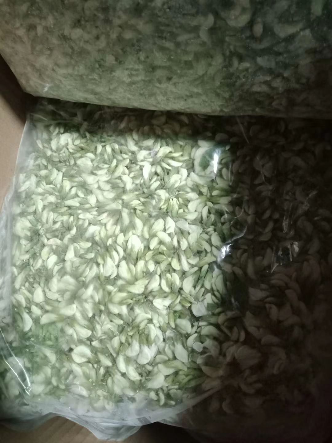 槐樹花 甘肅隴南槐花大量上市