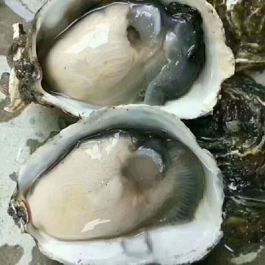 诏安县漳州生蚝 海水 2-3两/只 鲜活水产