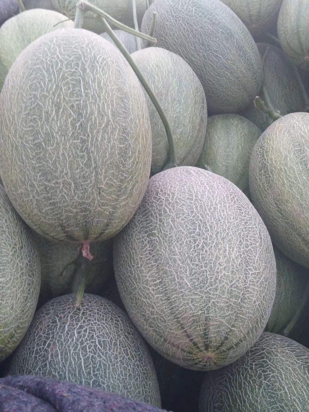 西州蜜  哈密瓜产地直供