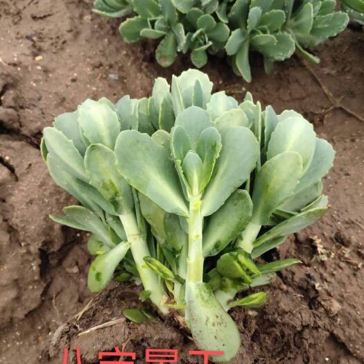 秦皇岛 大量出售八宝景天