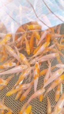 英德市锦鲤鱼苗 红白锦鲤易存活率高