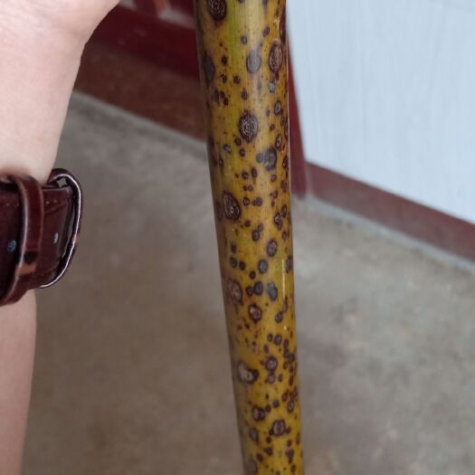 江华县斑竹 湘妃   湘妃  真正的湘妃竹   现在数量越来越少了