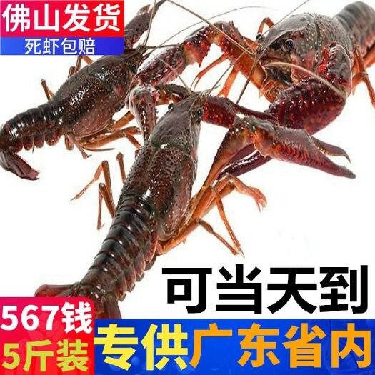 杭州清水小龙虾 清水龙虾