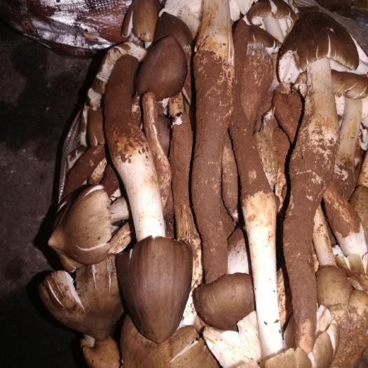 梁河县鸡枞菌 干鸡枞菌