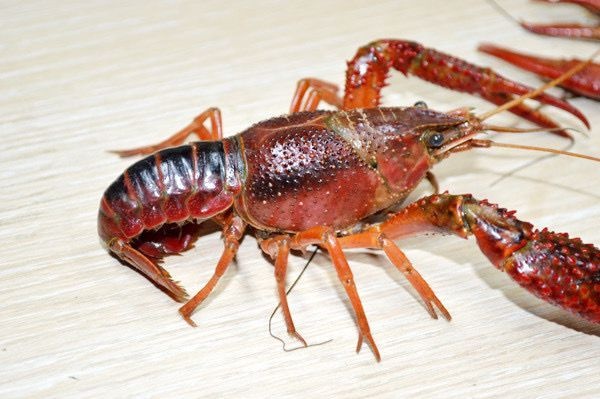 江门清水小龙虾 大青6-9钱