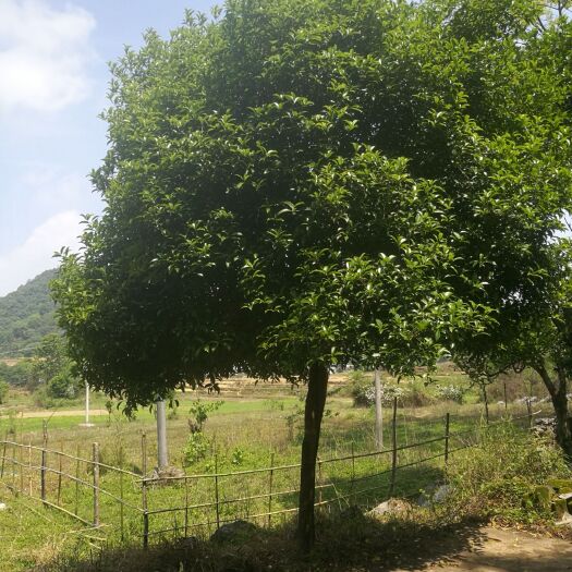 阳山县 优质桂花树（金桂）