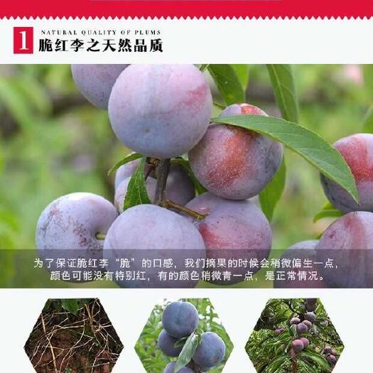 苍溪县 脆红李