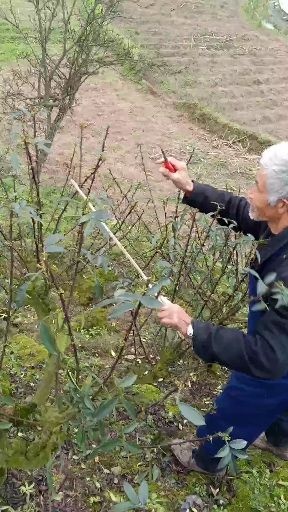 重庆市九叶青花椒苗 生鲜花椒干青花花椒冷藏青花椒，花椒叶