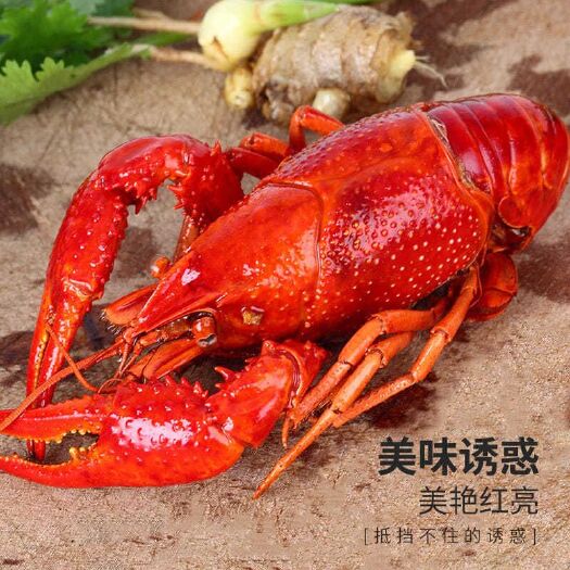 杭州清水小龙虾 清水龙虾