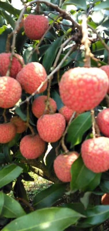 白糖罂荔枝  大量提供本地白糖罂