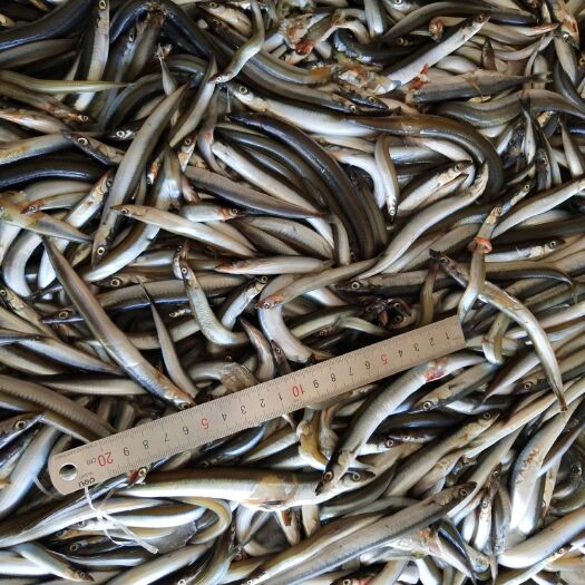 威海沙尖鱼  青条沙钻鱼 沙砖鱼  食品原料 养殖饲料 海鱼 小杂鱼冰块鱼