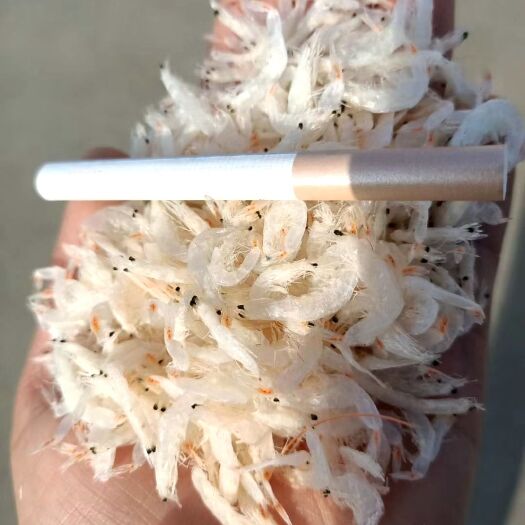 滨州 最好的无盐淡干虾皮，干度色度都好，个头大，一件也是批发价