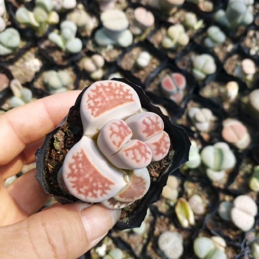  生石花一箱88盆240元，3-4公分