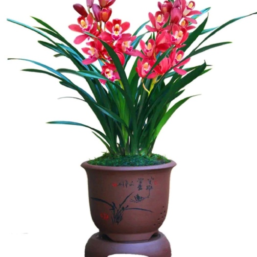 墨兰企黑  墨兰花   墨兰花盆栽    易养活花卉    绿植室内花