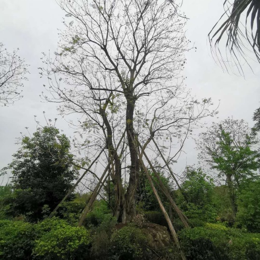 什邡市 基地苗圃各种规格蓝花楹处理
