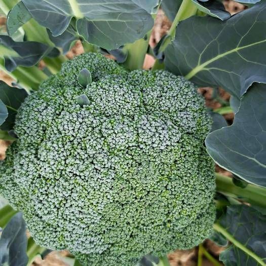 德江县 西兰花  400g左右一个