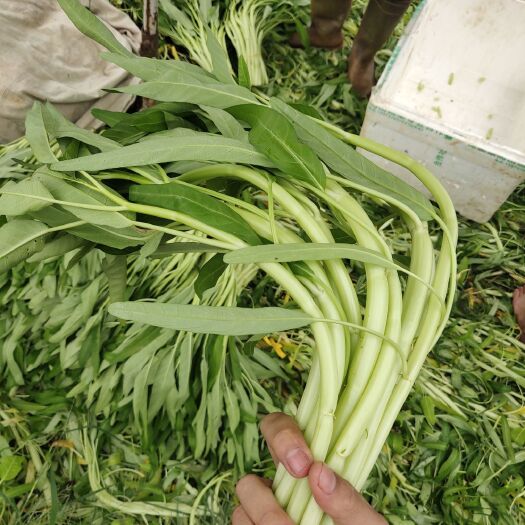 东莞市 白梗空心菜