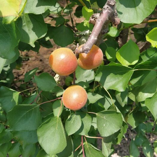 大荔县 丰源红杏大量上市中
