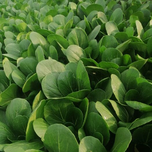 西安 精品小青菜！量大从优