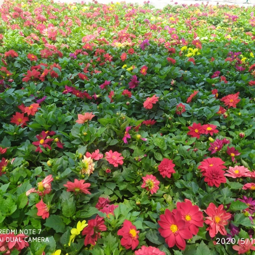 青州市大丽花苗 绿化工程花卉“小丽花”